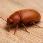 Close-up of a cigarette beetle on a wooden surface.